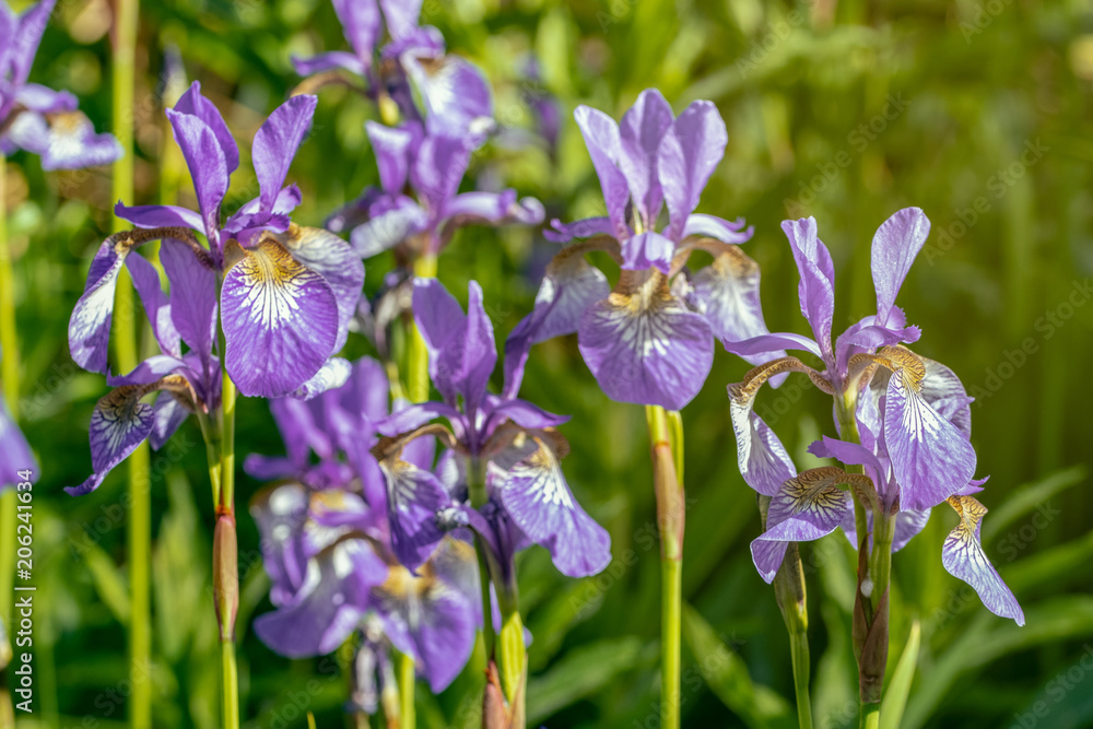 Iris sibirica flowers (commonly known as Siberian iris or Siberian flag) Iris sibirica flowers (commonly known as Siberian iris or Siberian flag)