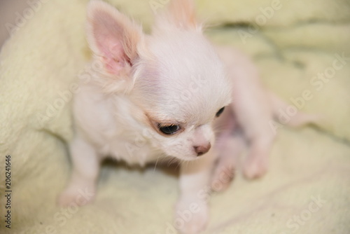 dog, chihuahua, animal, pet, puppy, white, cute, small, isolated, canine, breed, portrait, sitting, young, domestic, adorable, studio, purebred, pets, animals, pomeranian, one, funny, white background