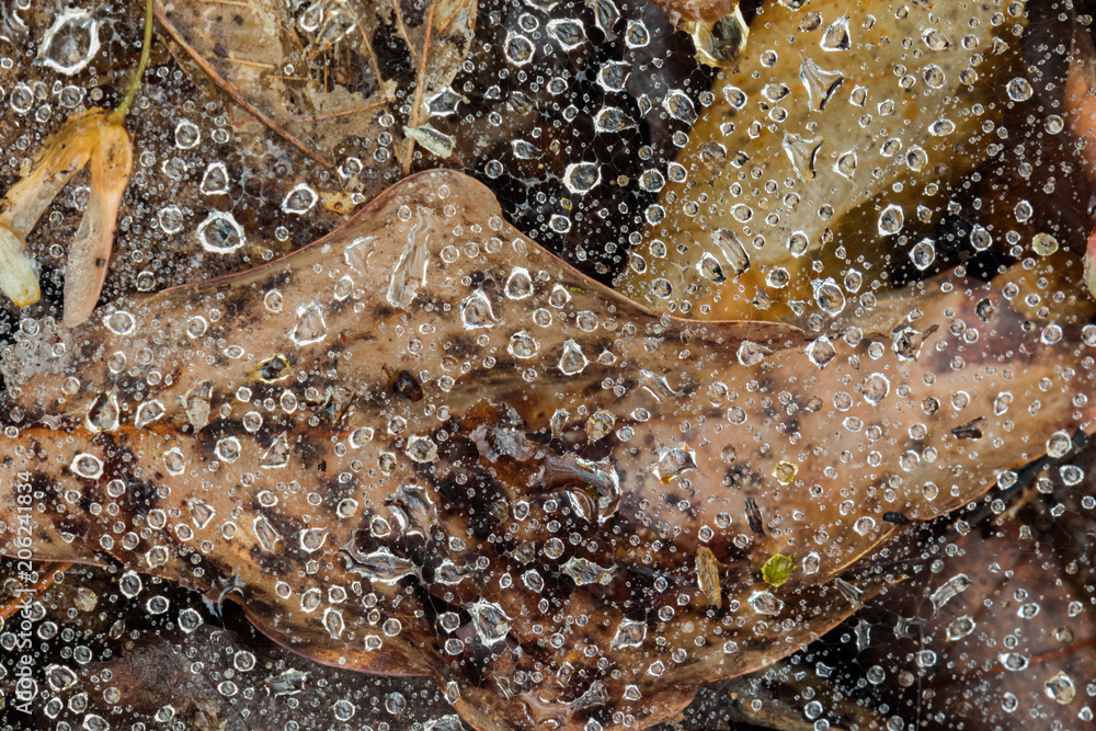 Raindrops on spiderweb with brown leaves in background