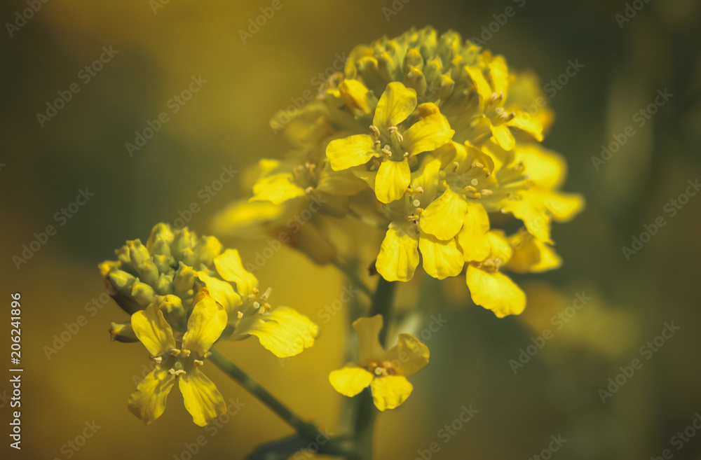 Close up on a yellow Barbarea vulgaris plant commonly known as Yellow Rocketress