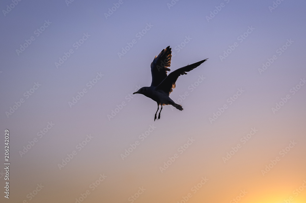 Naklejka premium Sea gull flying above Baltic Sea in Swinoujscie, Poland