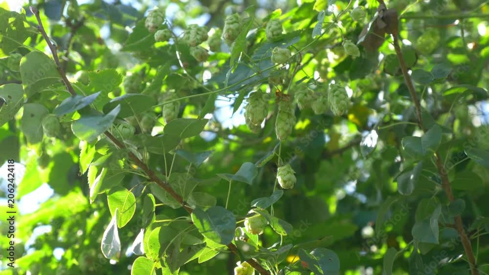 Twig of hops on the plantation in 4K Slow motion 60fps Twig of hops on the plantation in 4K Slow motion 60fps