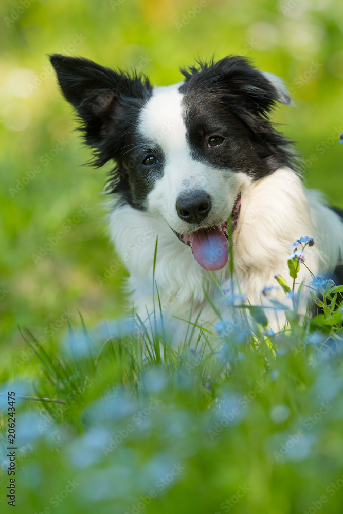 Border Collie in Blumenwiese Border Collie in Blumenwiese