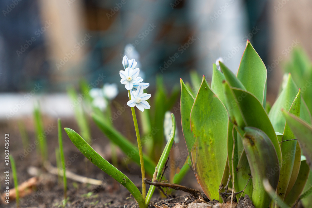 Obraz premium Small white flower
