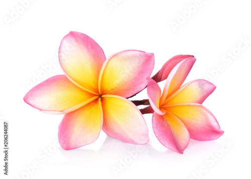 Tropical flowers frangipani  plumeria  isolated on white background