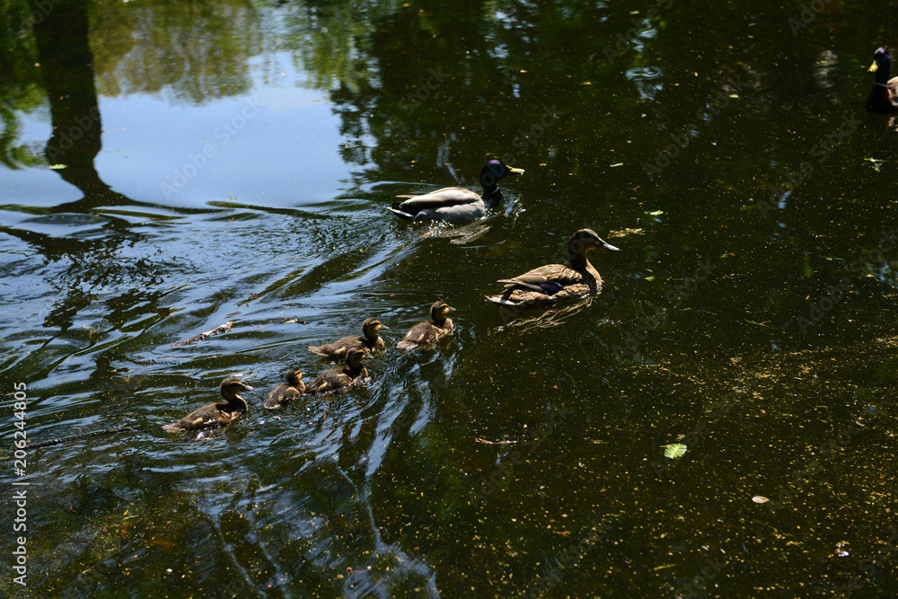 Fototapeta premium Wild geese in natural habitat, Germany