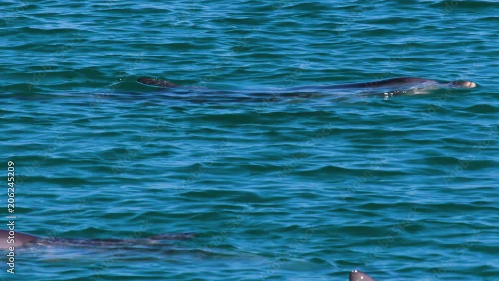 A medium shot of a dolphins swimming under the water. Camera tracks the movement of the dolphin