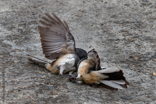 Two Oriental Magpie fight on the ground. They are very territorial. One is grabbing the other's claws and pecking at the other's head.. After fighting for a number of minutes, both birds flew off s photo