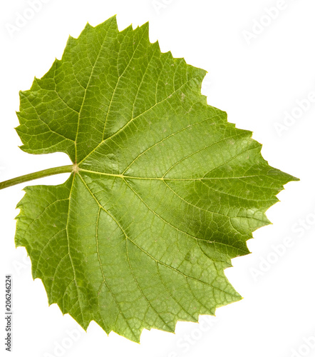 young vine with leaves and ovaries. Isolated on white background
