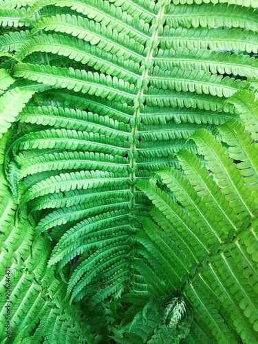 Green fern with beautiful leaves in the forest 