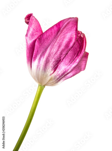 red tulip with white strips isolated on white background