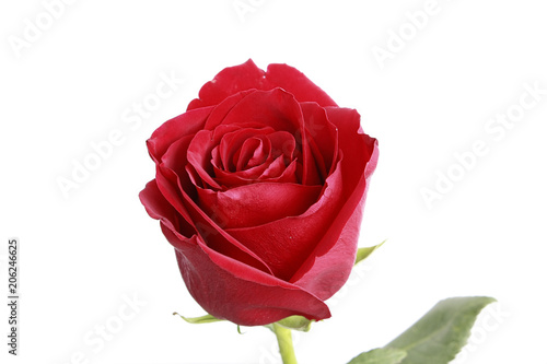 red rose on white background, more sharpness