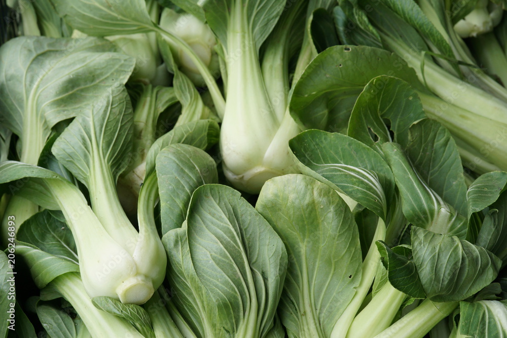 Fototapeta premium bok choy