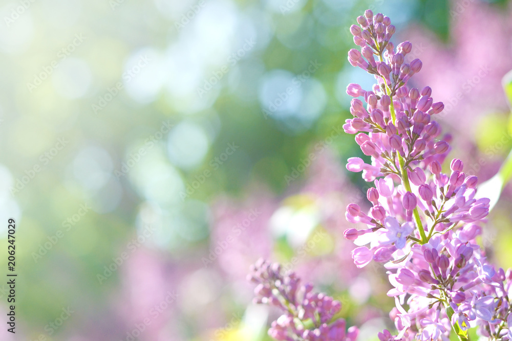 Fototapeta premium Bunch of lilac on a blurred green spring background