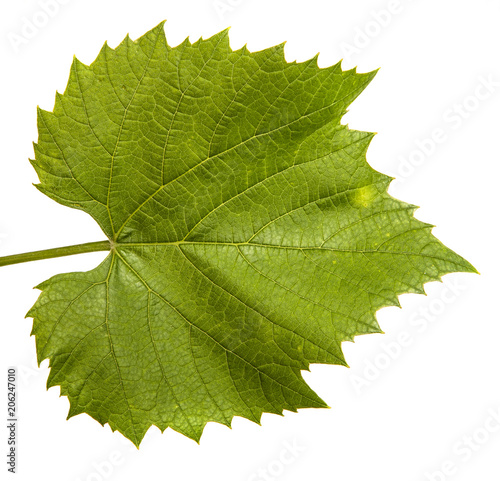 young vine with leaves and ovaries. Isolated on white background