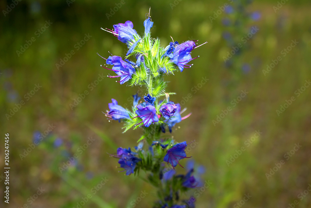 Fototapeta premium A lilac, purple, fragrant flower grows in a meadow.