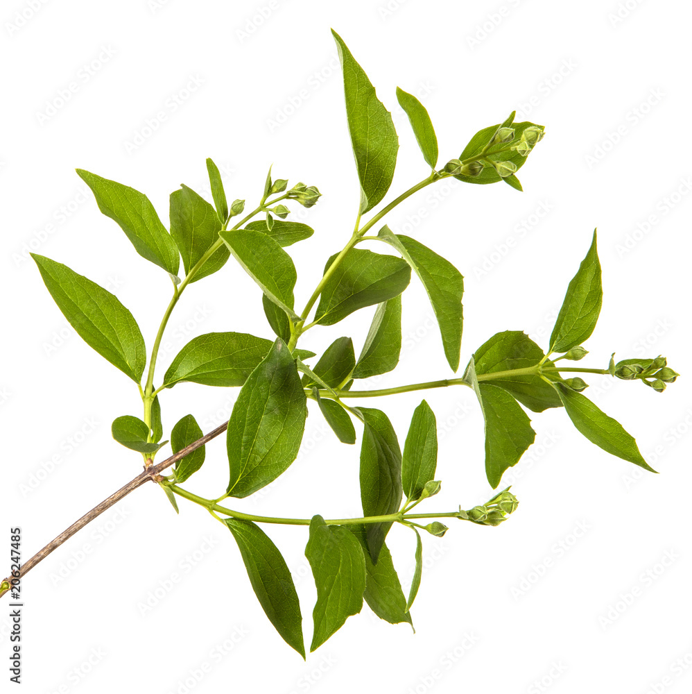 Obraz premium branch of jasmine garden. isolated on white background
