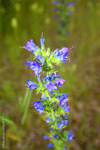 A lilac  purple  fragrant flower grows in a meadow.