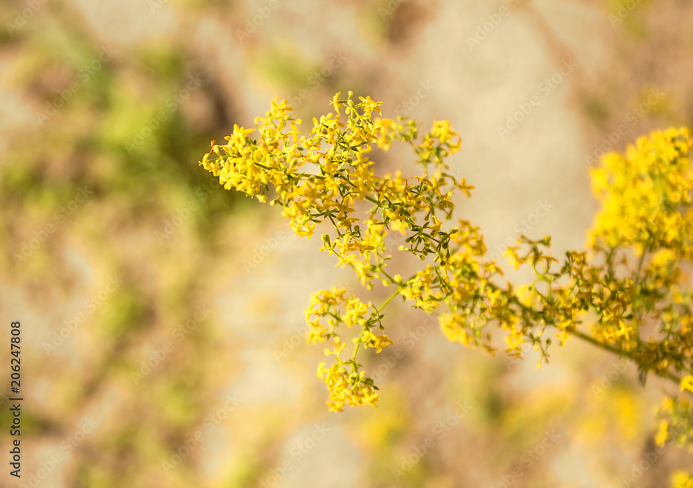 Branch of small yellow flowers, close-up Branch of small yellow flowers, close-up