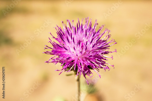 lilac flower Thistle, close-up