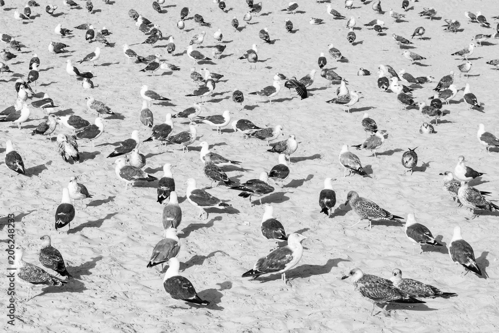 Fototapeta premium gaviotas