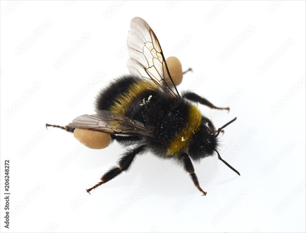 Erdhummel, Bombus, terrestris, Pollenhoeschen Erdhummel, Bombus, terrestris, Pollenhoeschen