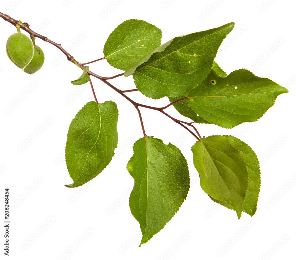 Naklejka premium branch of apricot tree with green leaves. Isolated on white background