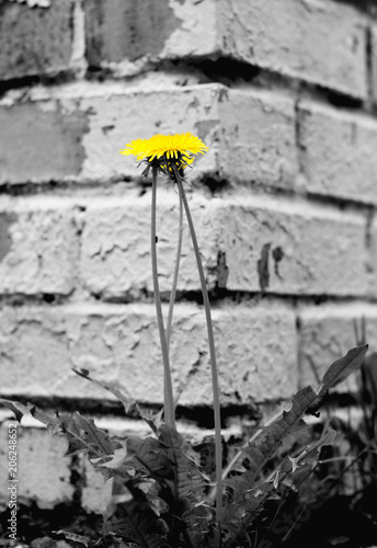 yellow flower on black and white background