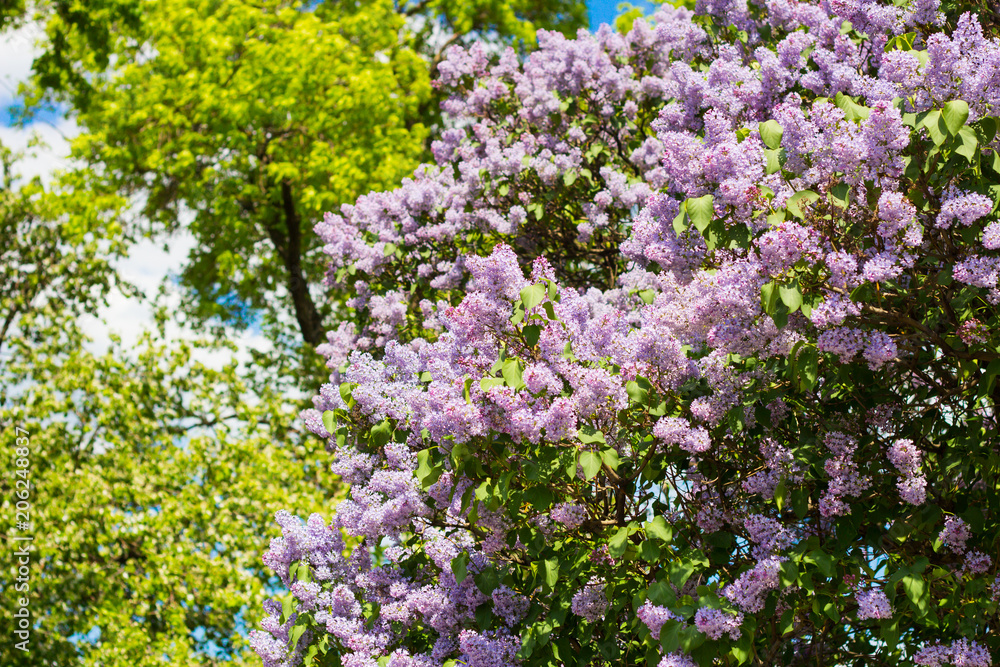 Lilac flowers on the branches in a public park Lilac flowers on the branches in a public park
