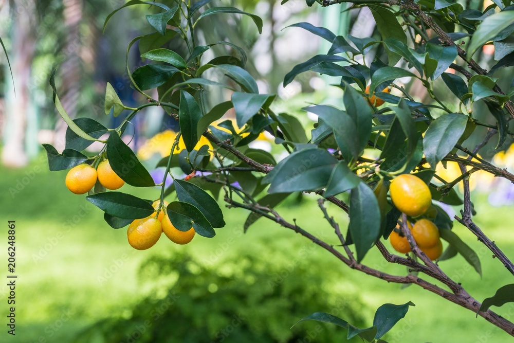 Reife Zitronen an einem Zitronenbaum