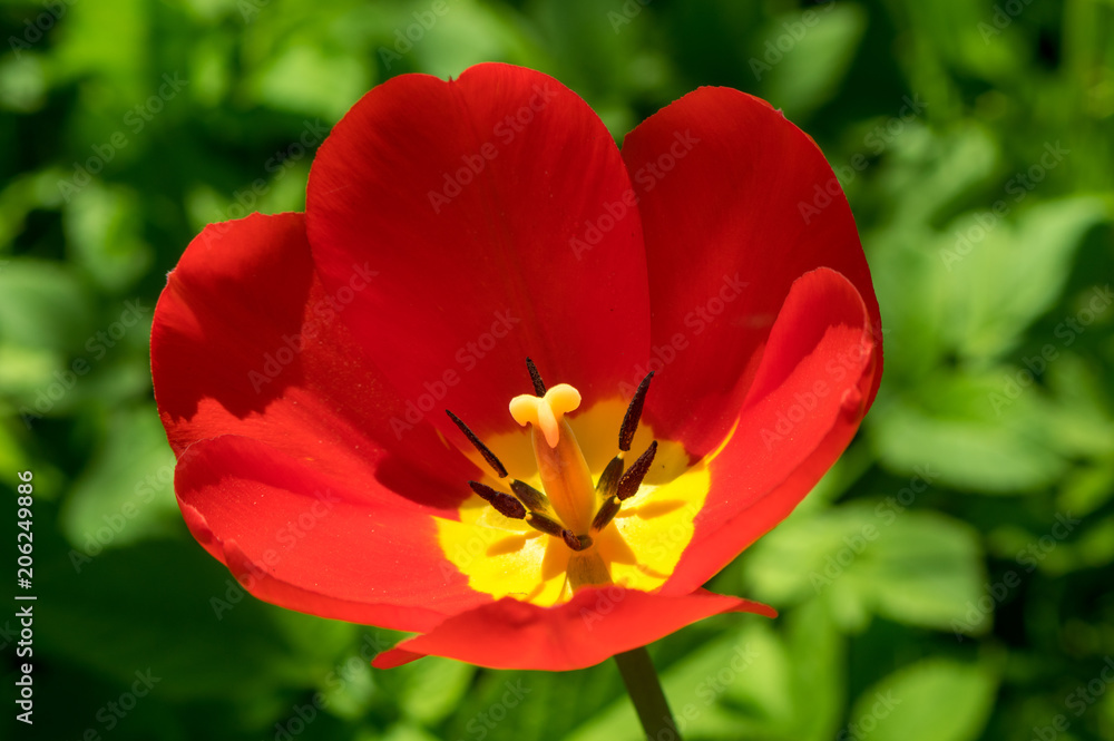 Red Tulip