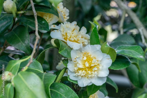 Fototapeta Naklejka Na Ścianę i Meble -  Japanische Kamelie mit weißer Blüte