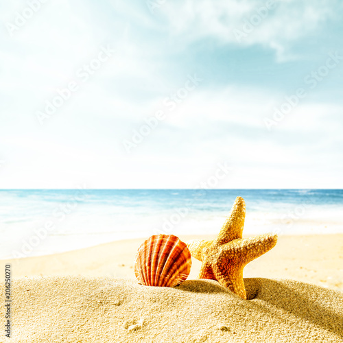 shell on sand and free space for your decoration. 