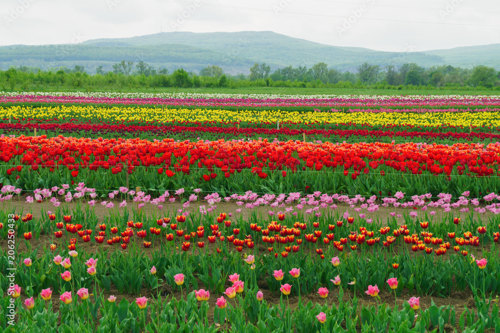 Colorful spring holiday or birthday rural panoramic background with tulip flowerbed, red, yellow, white,  flower garden. Tulip field landscape.