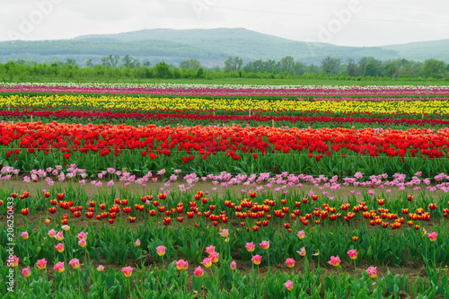 Colorful spring holiday or birthday rural panoramic background with tulip flowerbed, red, yellow, white, flower garden. Tulip field landscape.