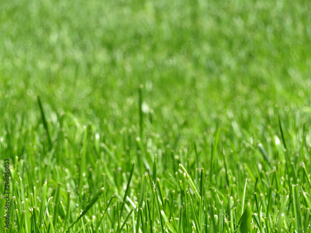 Green grass close up, meadow in sunlight. Shallow depth of field Green grass close up, meadow in sunlight. Shallow depth of field