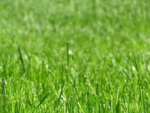 Green grass close up, meadow in sunlight. Shallow depth of field