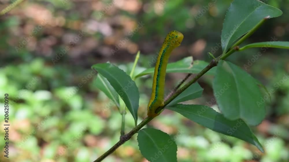 caterpillars camouflage as a tree branch caterpillars camouflage as a tree branch