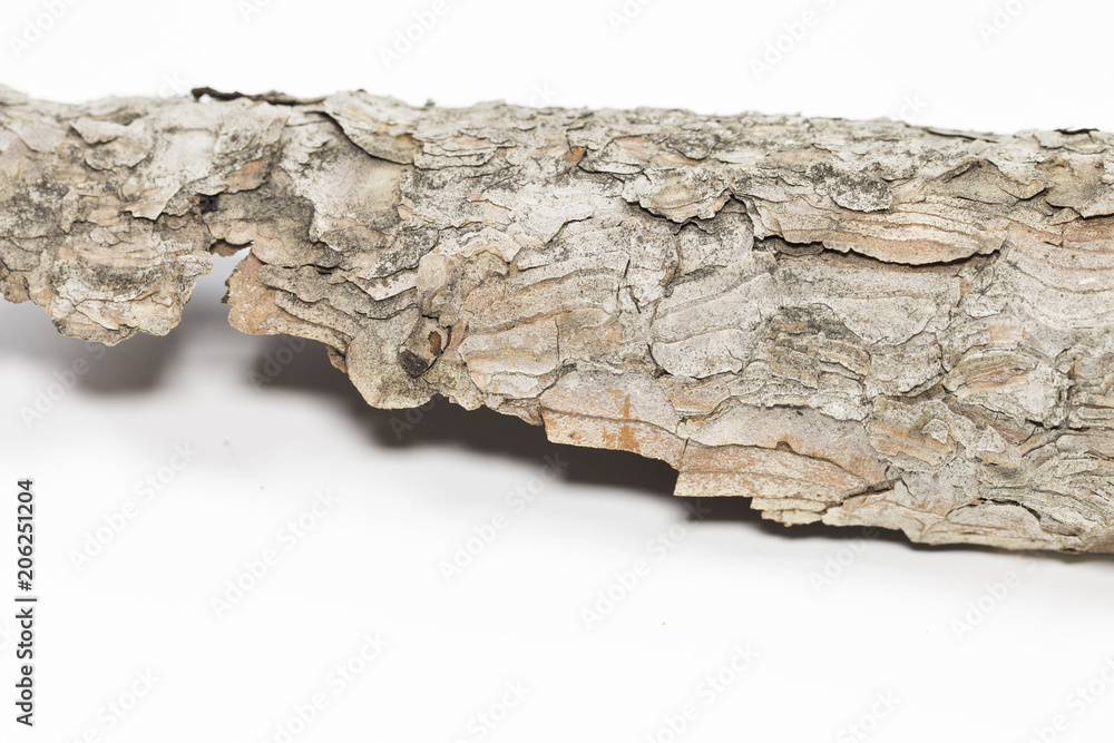 Fototapeta premium tree bark close-up