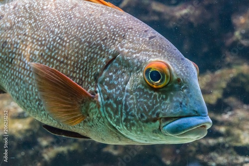 Nahaufnahme eines Barsch Fisch in einem Aquarium  photo