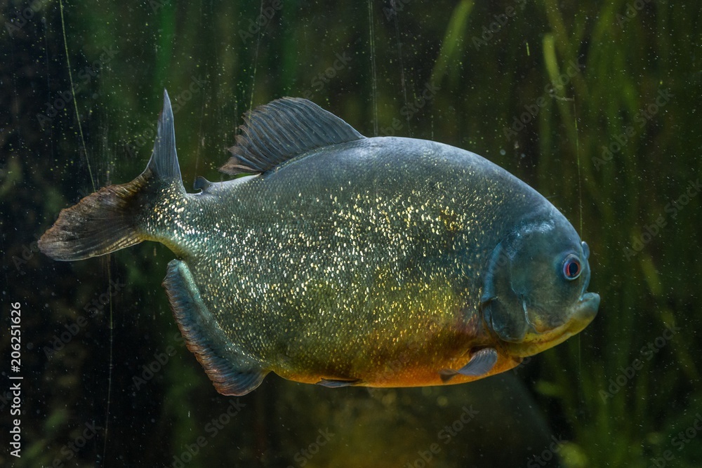 Fototapeta premium Nahaufnahme eines Piranha in einem Aquarium