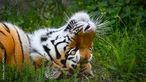 Amur tiger portrait