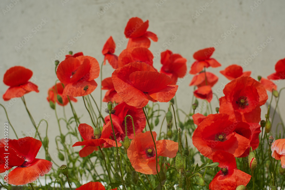 Red poppy flowers. Poppy flowers and blue sky in a field with bees and bumblebees Red poppy flowers. Poppy flowers and blue sky in a field with bees and bumblebees