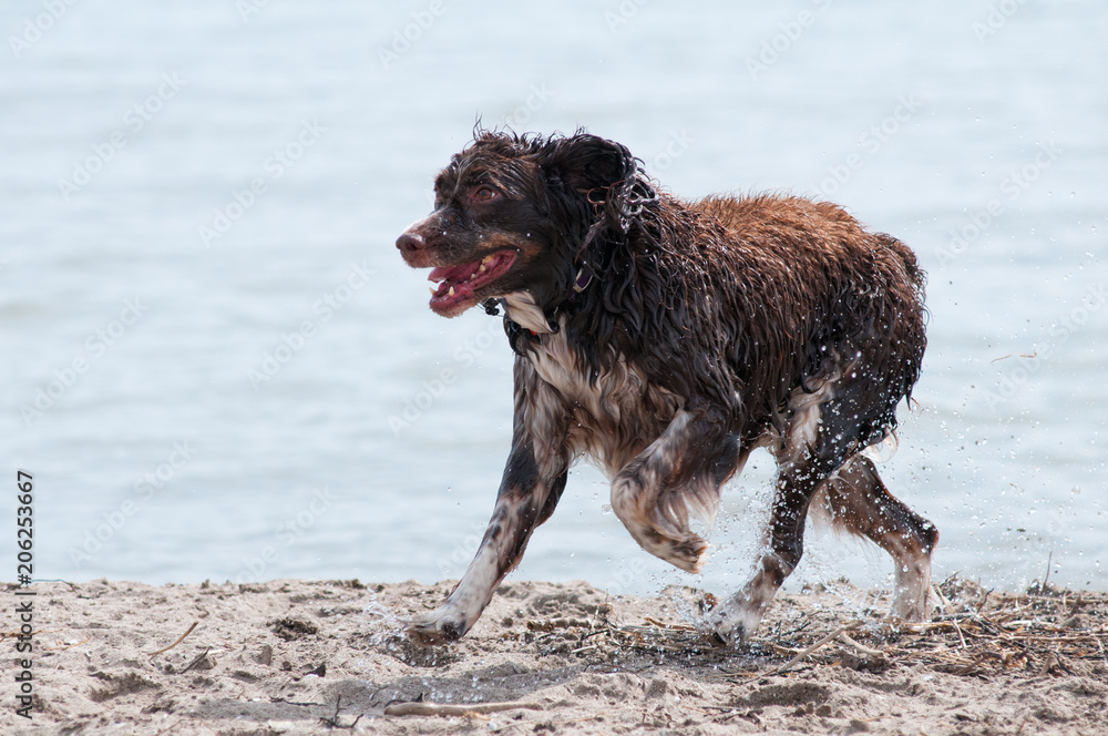 Springer Spaniel dog at the beach Springer Spaniel dog at the beach