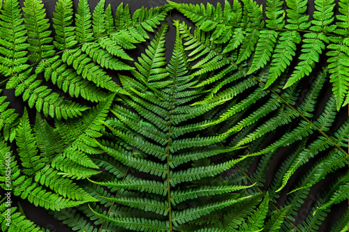 Green fern leaves black background