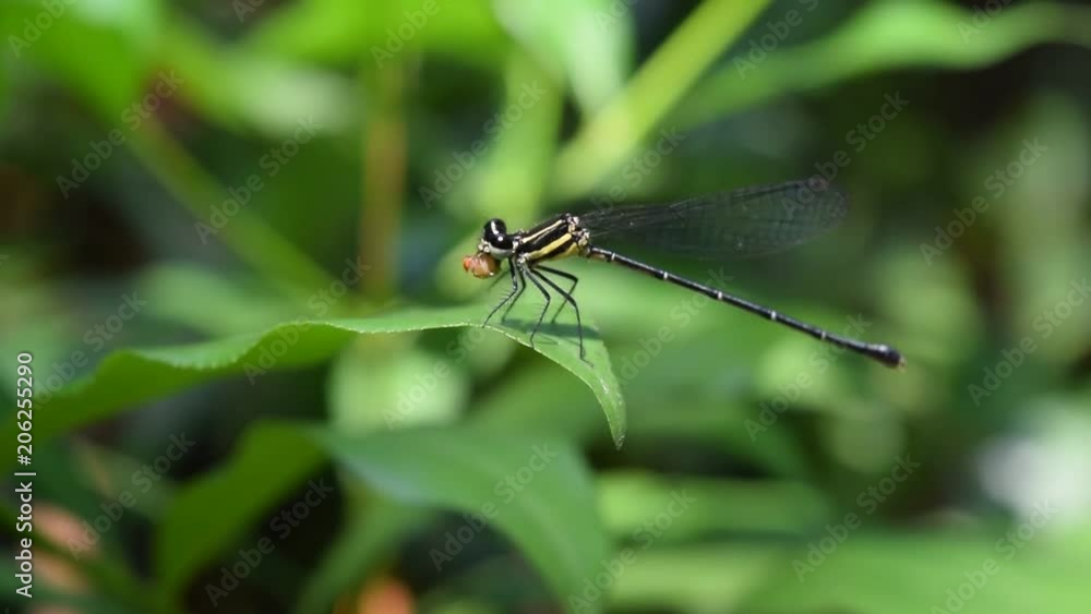damselfly eating fruit fly on green leaf damselfly eating fruit fly on green leaf