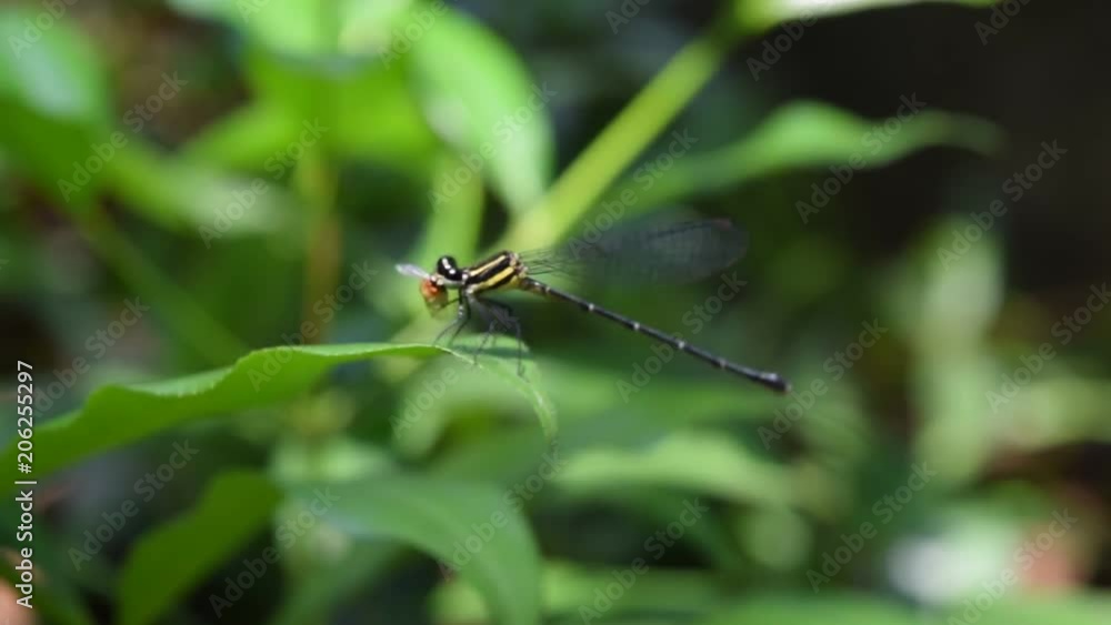 damselfly eating fruit fly on green leaf damselfly eating fruit fly on green leaf
