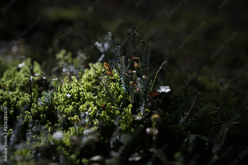 forrest floor forrest floor