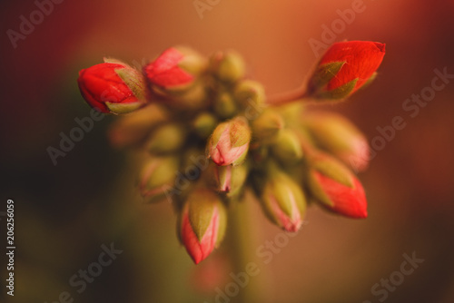 Wallpaper Mural Close up on small red buds of geraniums in the light of sunset Torontodigital.ca