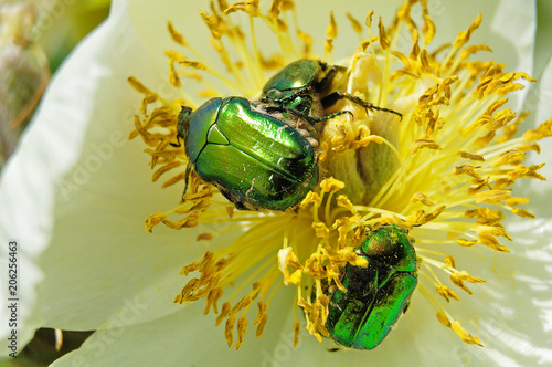 Фотография green rose chafers in white peony blossom